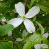 Clematis_montana_Grandiflora - 7