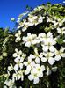 clematis-montana-‘grandiflora’