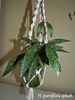 Parviflora Splash