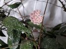 Parviflora Splash