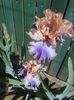 Florentine Silk