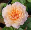 Grace (tufa) 60
