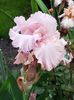 Blushing pink-murat si el