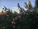 21EE0C71-6291-4006-B607-27E5281E36B0