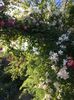 E59F5530-450B-46B1-B910-A00D89ECEE52