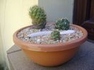Grup de 3 Coryphantha