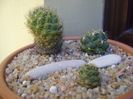 Grup de 3 Coryphantha