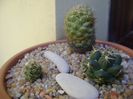 Grup de 3 Coryphantha