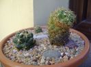 Coryphantha delaetiana