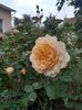 crown pricess margareta