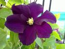 Clematis Warszawska Nike -4