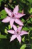 clematis-hagley-hybrid-judy-whitton