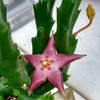 stapelia-divaricata