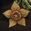 stapelia-variegata