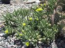 Opuntia_whipplei_1400x