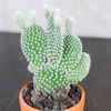 opuntia-microdasis-plumosa-06748
