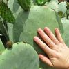 opuntia_inermis_-_oponce_rustique_-_cactus_sans_pines_-_main