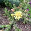 opuntia-fragilis-denudata