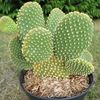 opuntia-microdasys