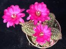 chamaecereus_pauline_01