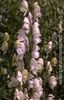 plant_6e913fd748_n