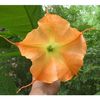 brugmansia_ornage_glory