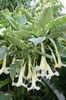 Brugmansia-Sunset.i-4199.s-60998.r-1_d1707073-17d0-464e-b0c8-1fcc9e102846_1024x1024