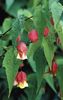 Abutilon-megapotamicum.i-4317.s-20145.r-1_913dd6bd-3c26-45a5-95b1-5d4a0a0ead67_1024x1024