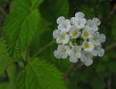 Lippia_graveolens,_known_as_Mexican_Oregano_(11628265214)