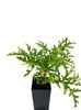 scented-geranium-variegated_clipped_rev_1
