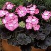 9ff0672ca56f7d52c3ad5da4ef7e5d37--black-magic-roses-black-flowers
