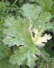 pelpeacockleaves