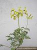 pelargonium_gibbosum_fl_fol