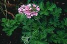images (6)