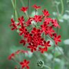Ardens