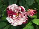 Rosa Mystica