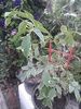 Soc variegat la ghiveci