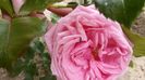 IMG-20190525-WA0006