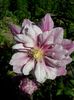 Patricia Ann Fretwell- floare simplă