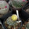 Gymnocalycium Andreae