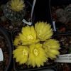 Gymnocalycium  Andreae