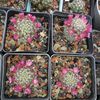 Mammillaria zielmanniana