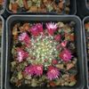 Mammillaria zielmanniana