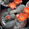 Mediolobivia