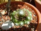 Sempervivum