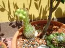 Sempervivum