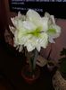 received_296383461234124