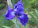 Indigo Princes