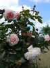 A Shropshire lad