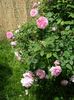 Cottage rose